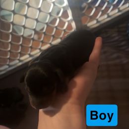 Boy 1 - Black and tan male Dachshund puppy in Belton, South Carolina from Amy’s Dachshunds
