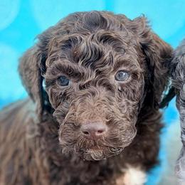 Pudding - Chocolate male Goldendoodle puppy in Wake Forest, North Carolina from Wake Forest Darling Doodles