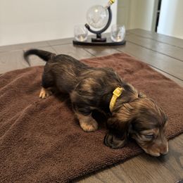 Dachshund Puppies from Lily’s Mini Dachshunds