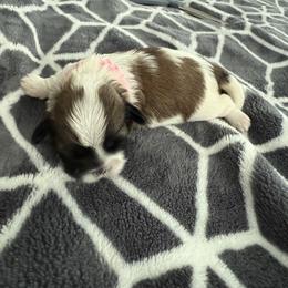 Shih Tzu Puppies from Leahrae's Shih Tzus