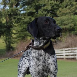 Nitro - German Shorthaired Pointer