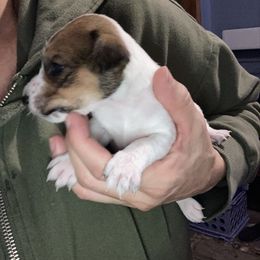 Lady Eloise - White and tan female Russell Terrier puppy in Missouri from Royal Russells Ranch