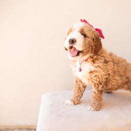 Aussiedoodle and Goldendoodle Puppies from Ever After Doodles Arizona