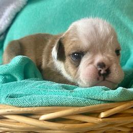 Thoth - Fawn and white male Bulldog puppy in Fort White, Florida from Bullgodz English Bulldogs