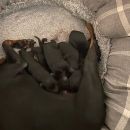 Paris - Manchester Terrier