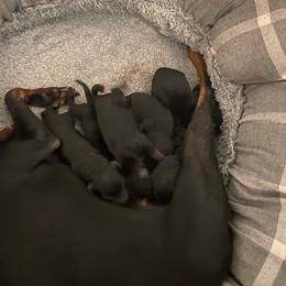 Paris - Manchester Terrier