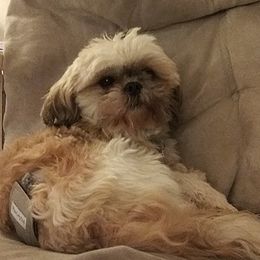 Shih Tzus from Reed Ranch Shih-tzus