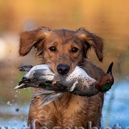 Willow - Golden Retriever