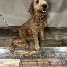 Aussiedoodle, Goldendoodle, and Labradoodle Puppies from Loving Doodle