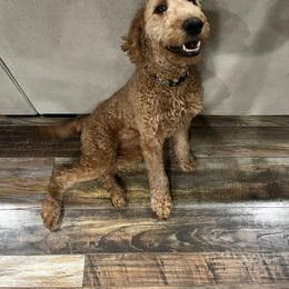 Aussiedoodle, Goldendoodle, and Labradoodle Puppies from Loving Doodle