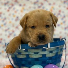 Eowyn - Yellow female Labrador Retriever puppy in Isle, Minnesota from Dog Ear Outfitters