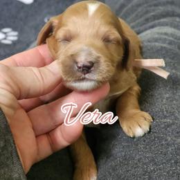 Vera - Apricot female Goldendoodle puppy in Humboldt, Minnesota from Sister Doodles