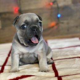 French Bulldog Puppies from 1011 French Bulldogs