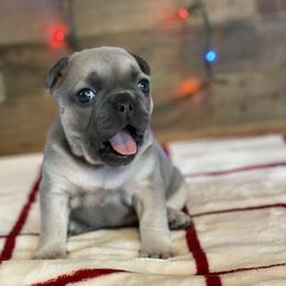 French Bulldog Puppies from 1011 French Bulldogs