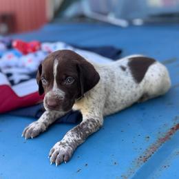 Blue - Liver roan male German Shorthaired Pointer puppy in Ozark, Alabama from Judy Creek GSP's