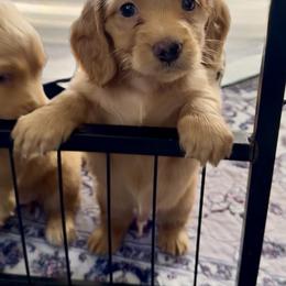 Dachshund Puppies from Cajun Pawfection
