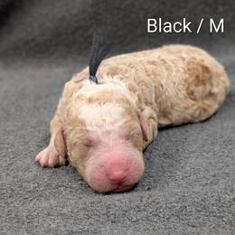 Blake - Fawn and white male Sheepadoodle puppy in Seaman, Ohio from Ohio Valley Sheepadoodles