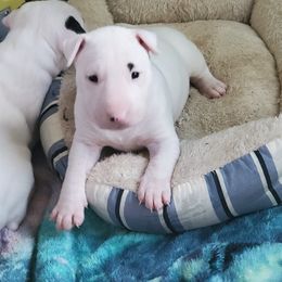 Bull Terrier Puppies from Scrumdiddlyumptious Bull Terriers