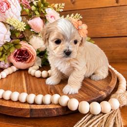 Holly - Apricot female Maltipoo puppy in Dover, Florida from Country Cottage Puppies