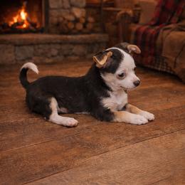 Ghost - Black and white male Chihuahua puppy in Drumright, Oklahoma from Fancy Pants Chihuahua’s