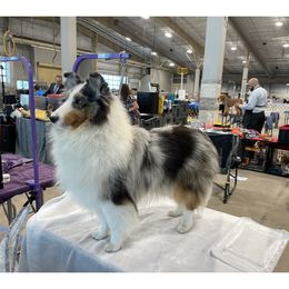 Betsy - Shetland Sheepdog