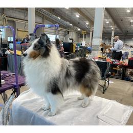 Betsy - Shetland Sheepdog