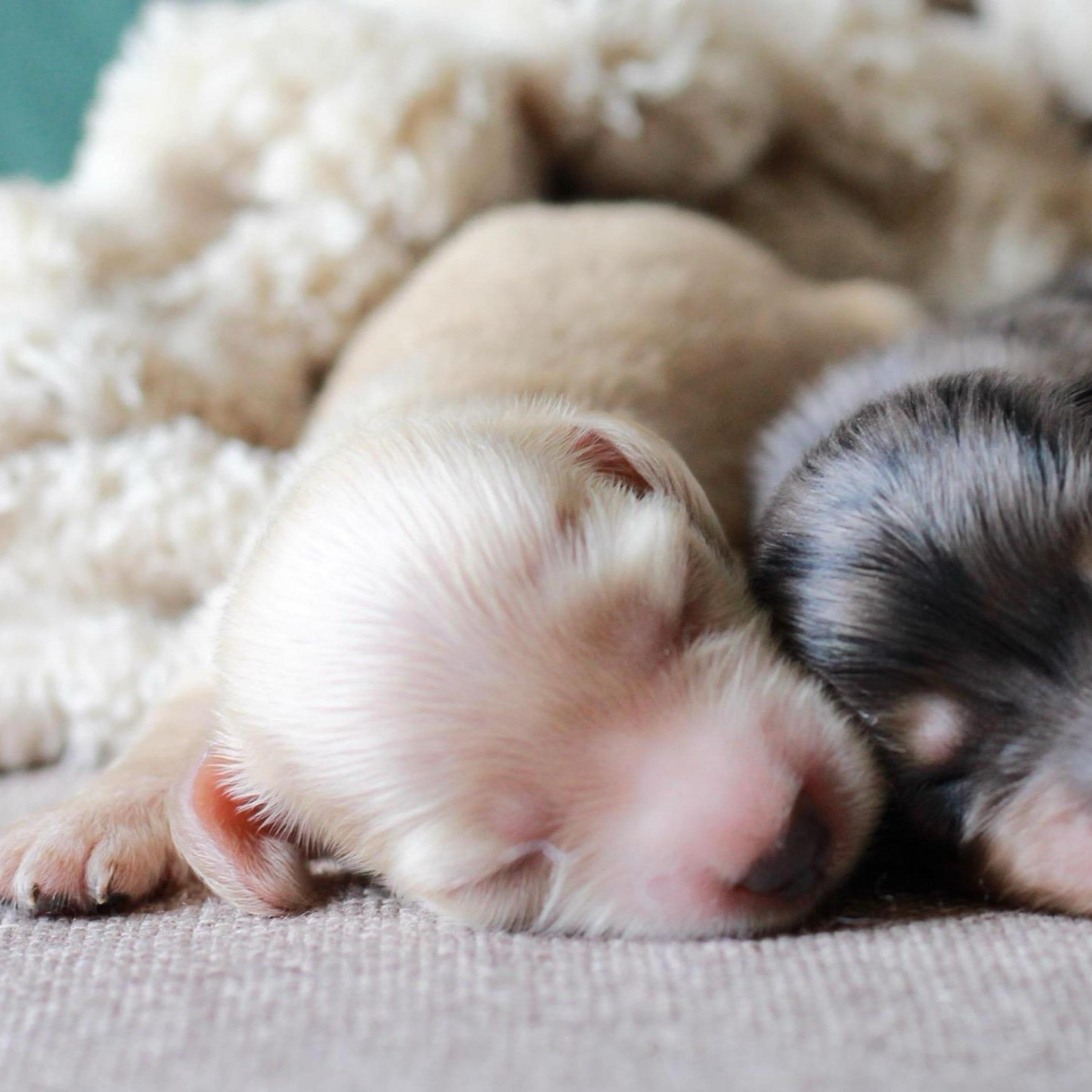 Lux - Cream Miniature Dachshund Puppy