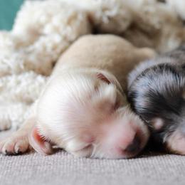 Lux -AKC 4000 - Cream female Dachshund puppy in Krum, Texas from Tired Chef Dachshunds