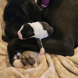 Mantle male - Mantle male Great Dane puppy in Gig Harbor, Washington from Lakaya Danes
