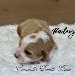 Bailey - Red and white female Cockapoo puppy in Payson, Utah from Crandall’s Doodle Barn