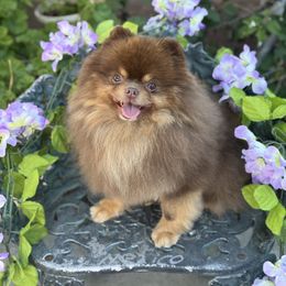 Pomeranian puppies from lunas_poms