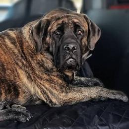 Cecelia - Mastiff