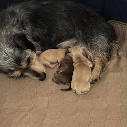 Rocky - Cream male Dachshund puppy in Nampa, Idaho from 208 Wiener Wiggle Butts LLC