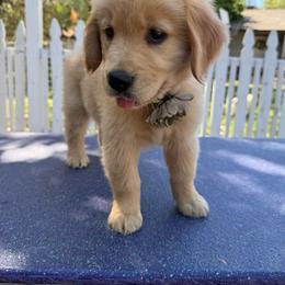 Lurch-Black - Golden male Golden Retriever puppy in Squaw Valley, California from Bear Mountain