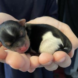 Yorkshire Terrier Puppies from Moonbabies Yorkies