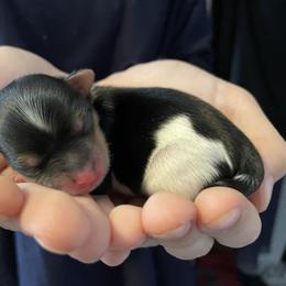 Yorkshire Terrier Puppies from Moonbabies Yorkies