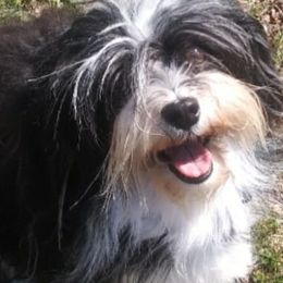 Havanese from Quickstep's Havanese