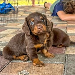 Chloe - Chocolate female Dachshund puppy in Brooksville, Florida from Ween Acres