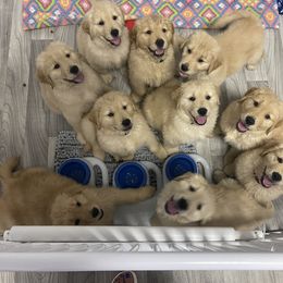 Golden Retriever Puppies from Golden Wise