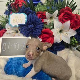 Chase - White and silver male Rat Terrier puppy in Brookfield, Missouri from Country Rat Terriers