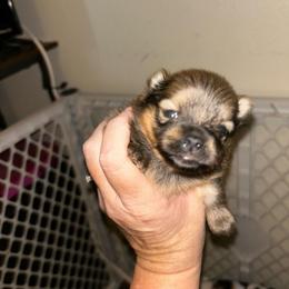 Penny - Orange sable female Pomeranian puppy in Zavalla, Texas from Precious Puff Poms
