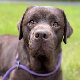 Tally - Labrador Retriever