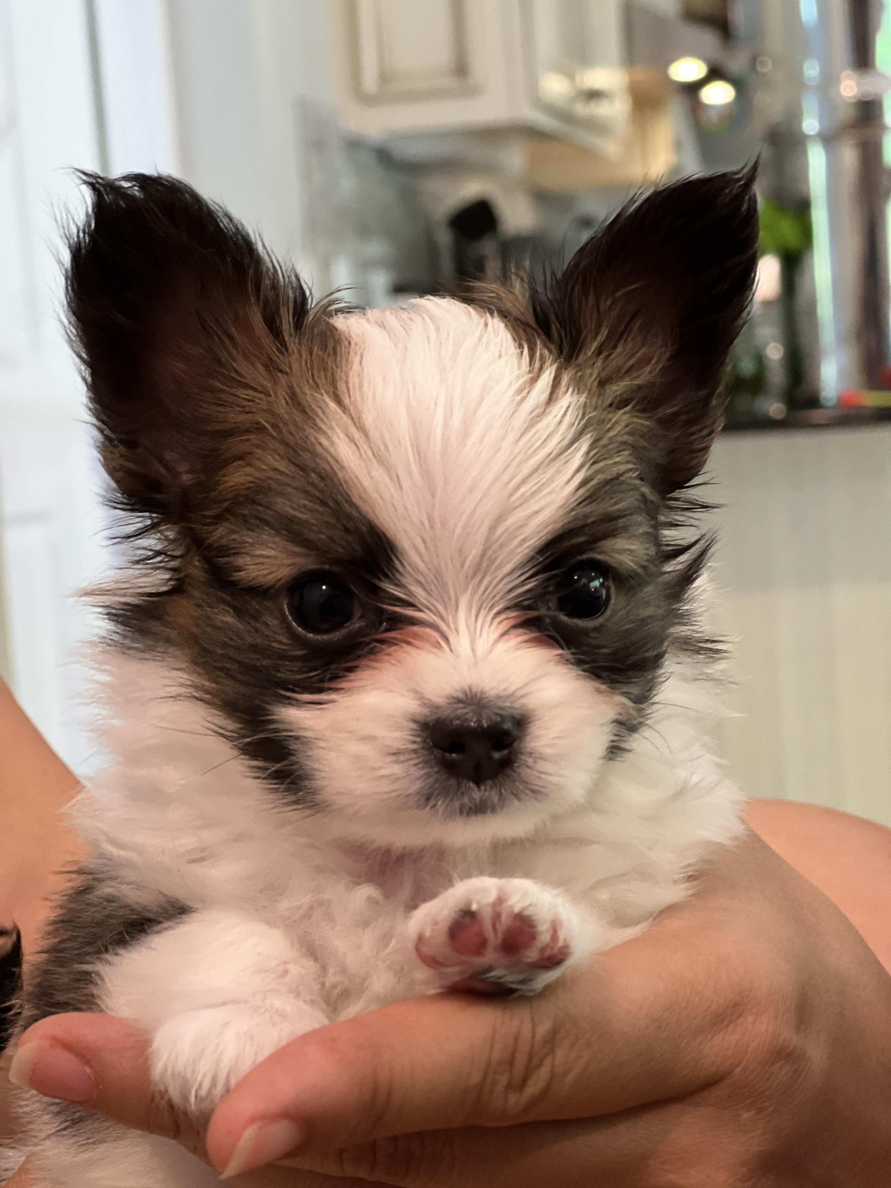 club-papillon様　7月 Seven Pillars Papillons in Georgia | Papillon puppies | Good Dog