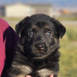 German Shepherd Puppies from Vom Haus Denfors K9