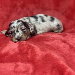 Journey - Dapple male Dachshund puppy in Richmond, Virginia from Paw Prints