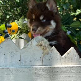 Rosalie - Red and white female Siberian Husky puppy in Tulsa, Oklahoma from EvergreenEliteKennel