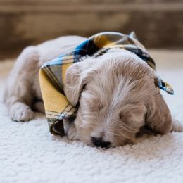 Goldendoodles from Hooptydoodles