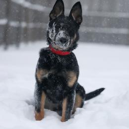 German Shepherd Puppies from Di Massimo Canile