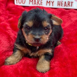 Josie- lime 1500 - Black and tan female Yorkshire Terrier puppy in Douglas, Georgia from Heartland small breeds