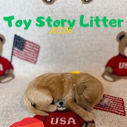 Jessie - Apricot female Goldendoodle puppy in Houston, Texas from Golden Life Doodles